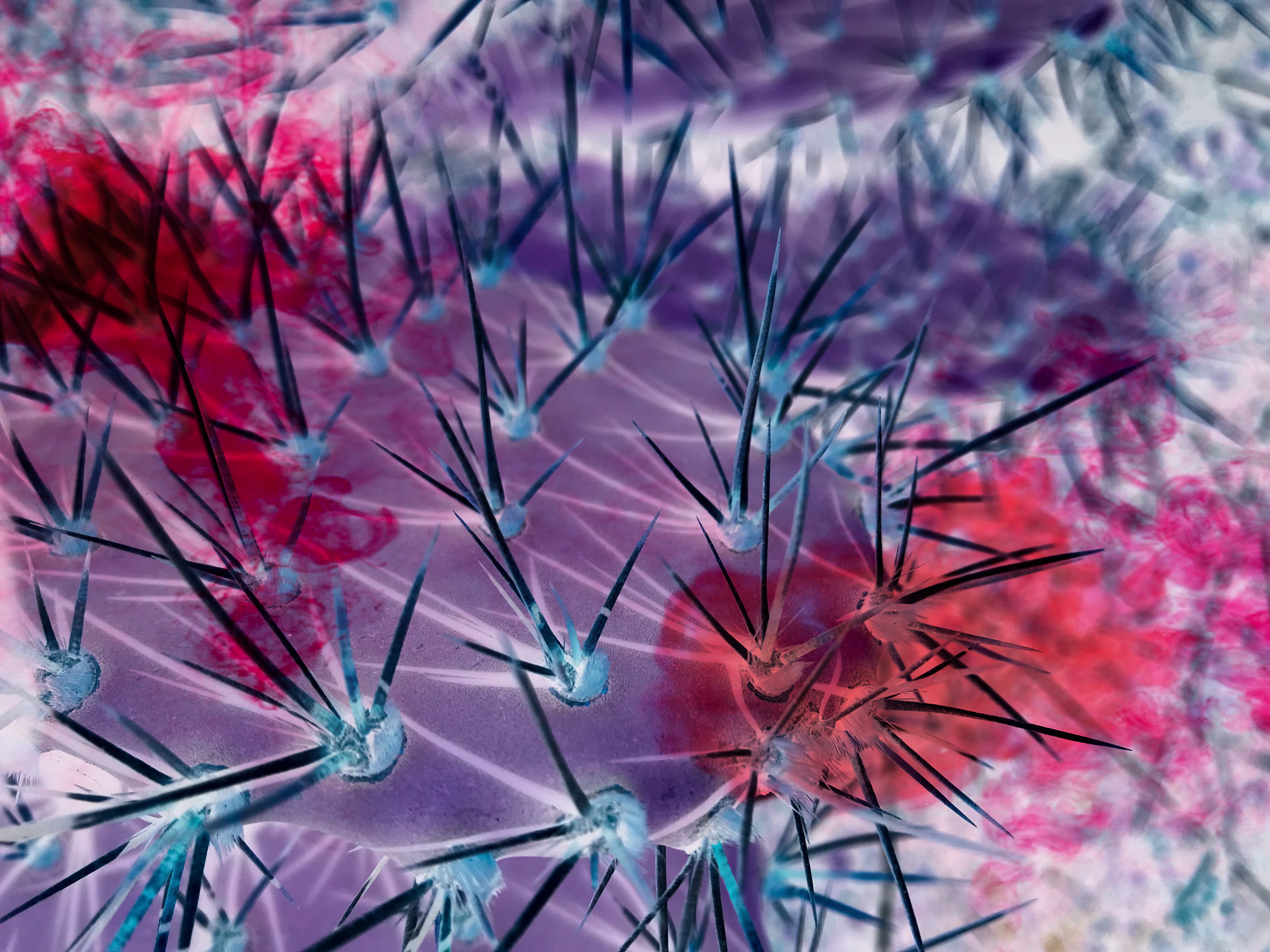 A close-up painting of a prickly pear cactus. The color green is filtered to a purple hue.