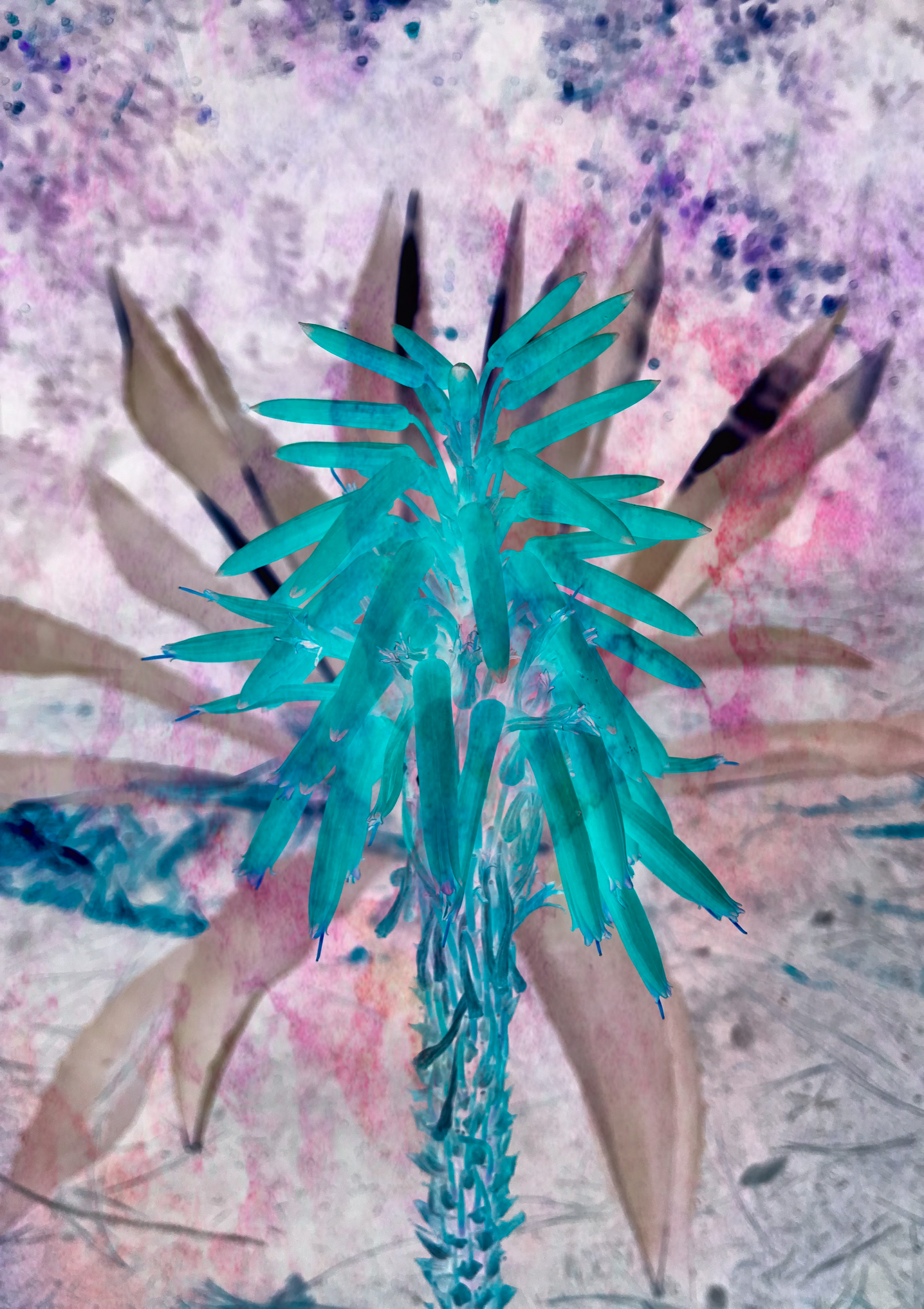 A vertical close-up of an agave plant's flower spike. The filter makes the spike turquoise while the leaves are light brown.