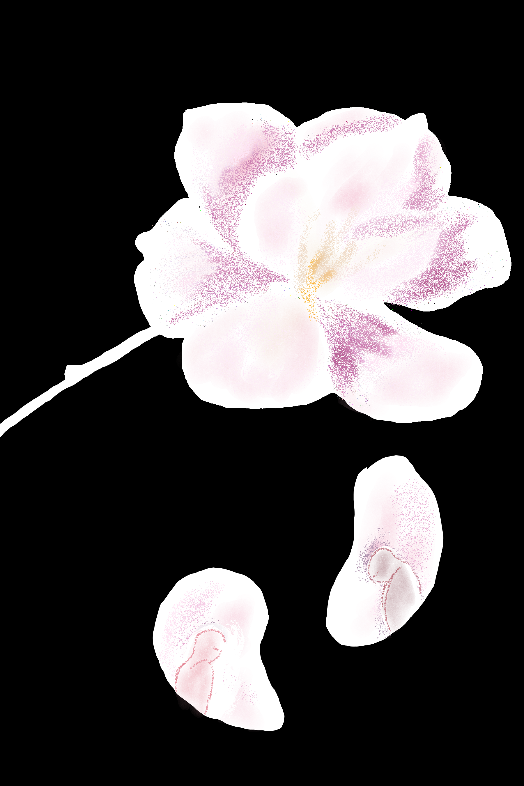 Illustration of a baby pink magnolia flower on a plain black screen. There is an illustration of a person in each of the two falling petals.