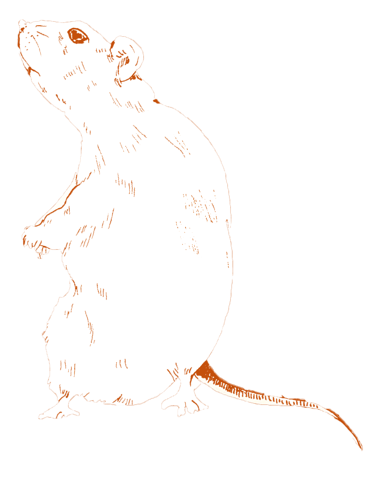 Illustration of a rat.